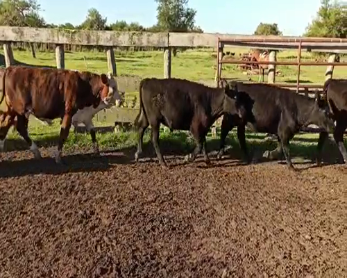 Lote 65 Terneros/as en Entre Ríos, San Salvador