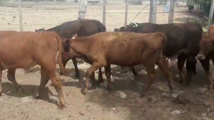 Lote 12 Terneros Cruzas Carniceros a remate en Pantalla Camy - Liquidación de Estancia en SRL