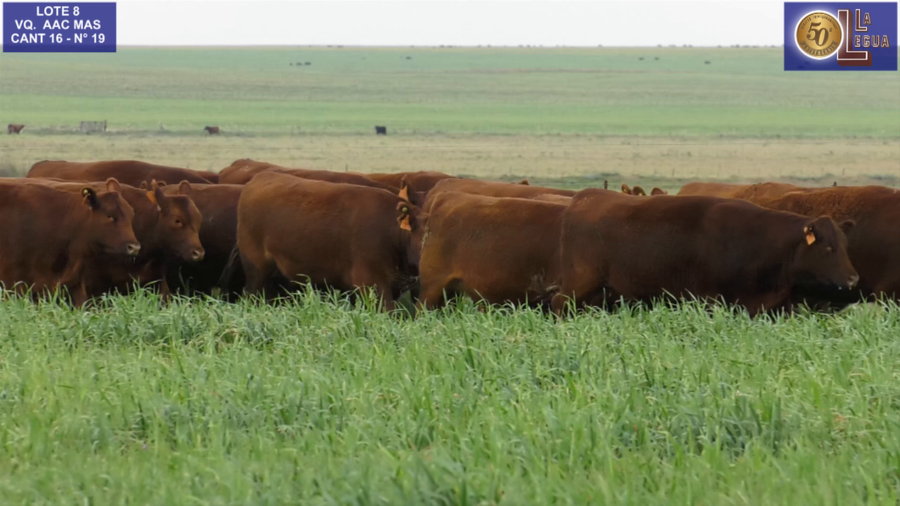 Lote VAQ. ANGUS COLORADAS  MAS C/GTÍA DE PREÑEZ
