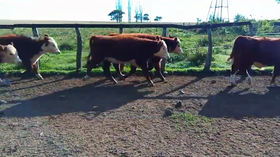 Lote 75 Terneros en Corrientes, Curuzu Cuatia