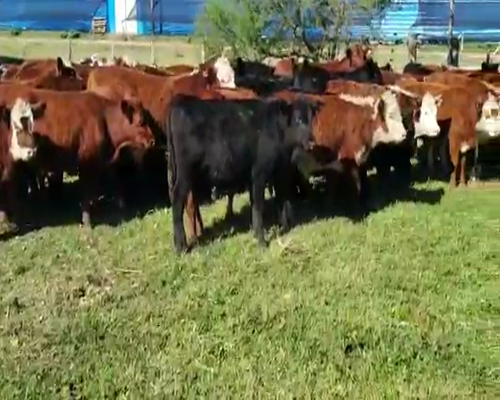 Lote 70 Terneros/as en Villaguay, Entre Ríos