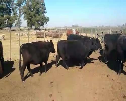 Lote 25 Vacas nuevas C/ gtia de preñez en Buenos Aires, Pehuajó