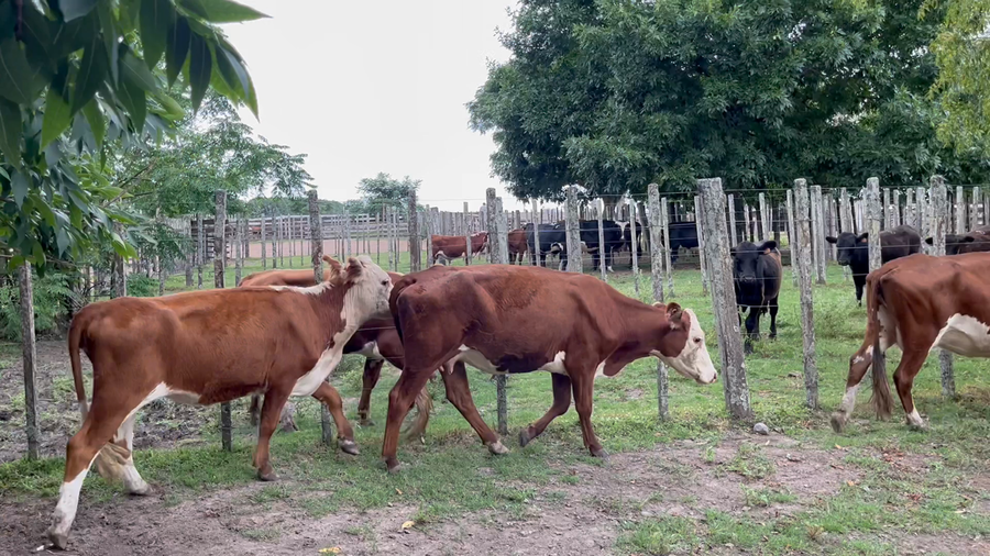 Lote 3 Vacas de Invernada