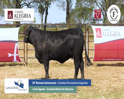 Lote ALEGRIA 4948 I