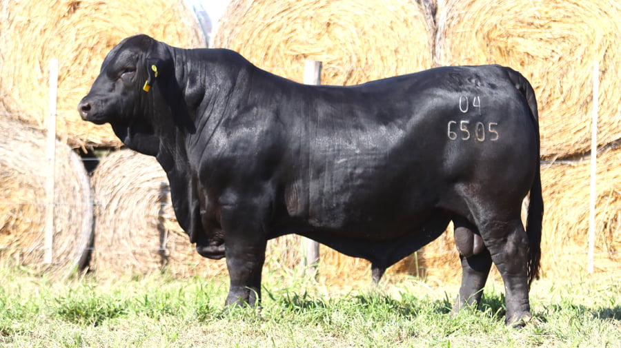 Lote LOTE 20