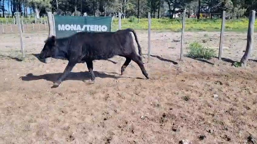 Lote 80 Vaquillonas EN UNANUE (LPPA)