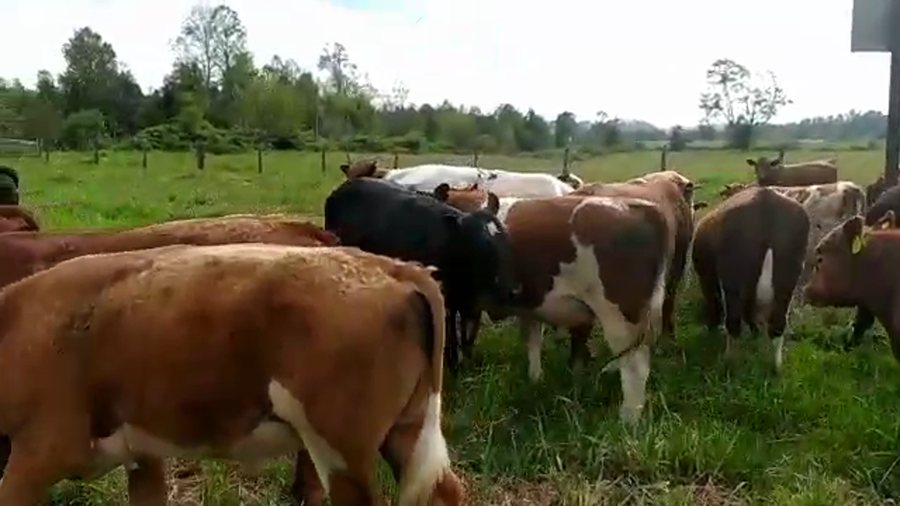 Lote 50 Ternero en Fresia, X Región Los Lagos