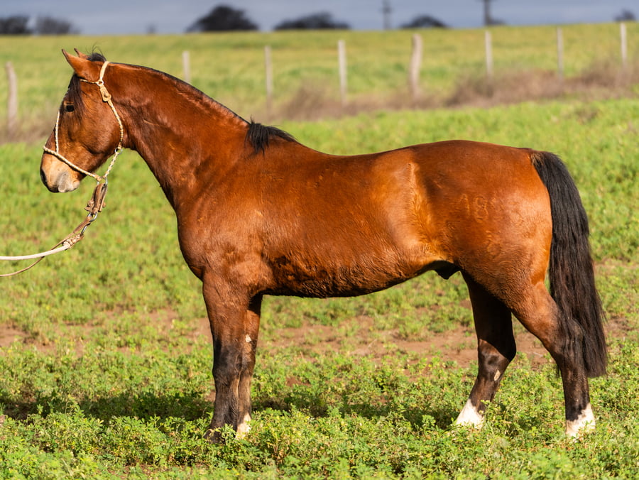 Lote Mañanero Cortador