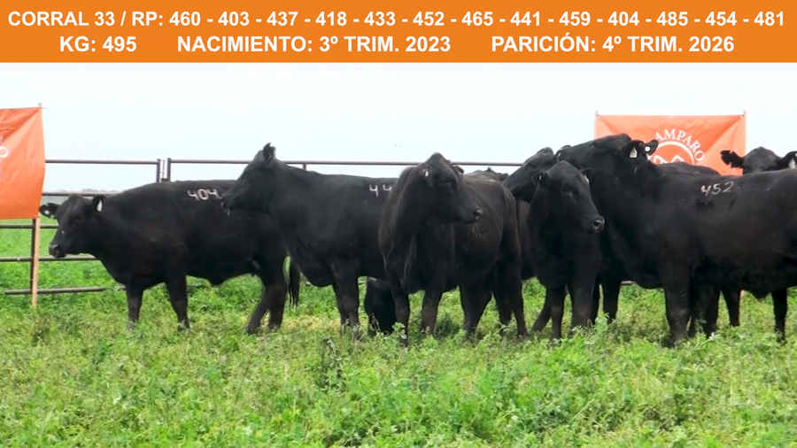 Lote VAQUILLONAS BRANGUS PREÑADAS  2023 EL AMPARO