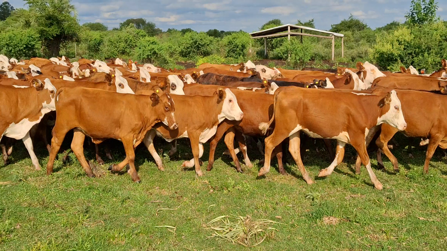 Lote 100 Vaquillonas