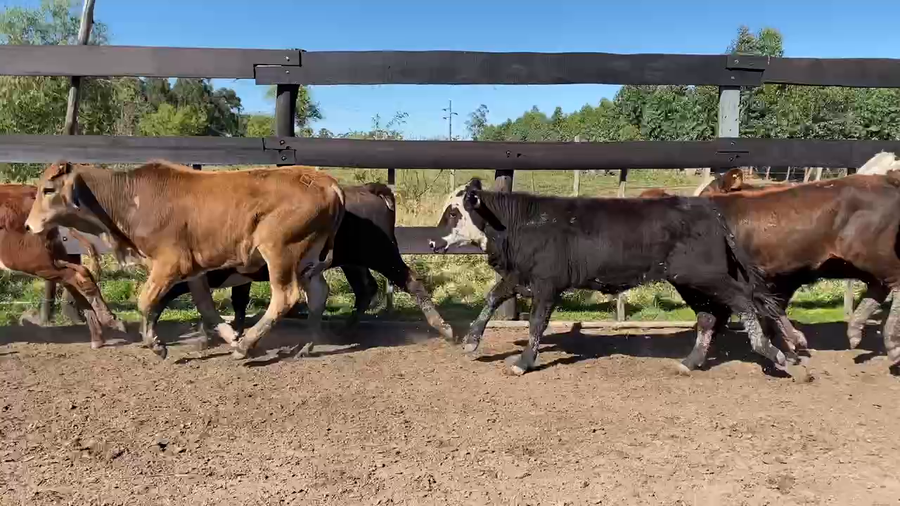 Lote 80 Terneros/as en Bella Vista, Corrientes