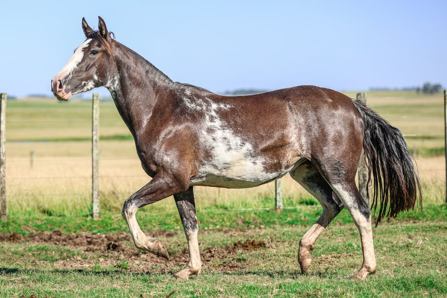 Lote INVERNADA DE LOS CARDOS