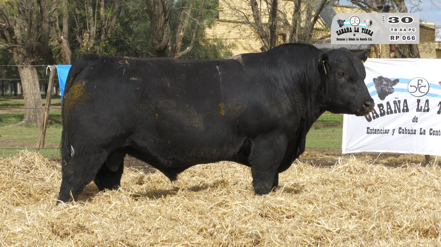 Lote TOROS PUROS CONTROLADOS