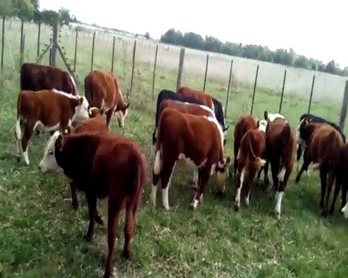 Lote Terneros/as en Gral. Las Heras, Buenos Aires