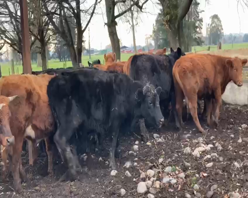 Lote 20 Novillo Engorda en San Pablo, X Región Los Lagos