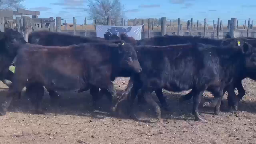 Lote 49 Terneras en Chascomús, Buenos Aires