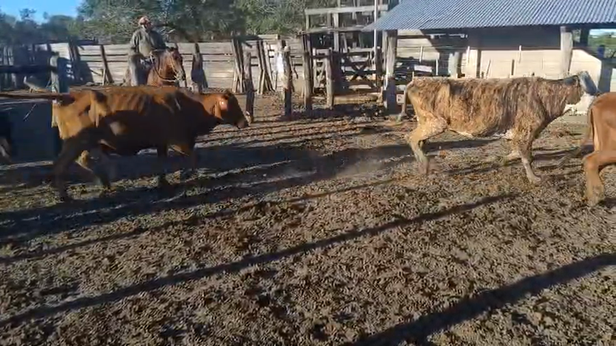 Lote 36 Vacas de invernar