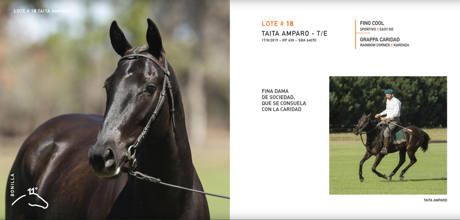 Lote TAITA AMPARO - T/E (FINO COOL - GRAPPA CARIDAD)