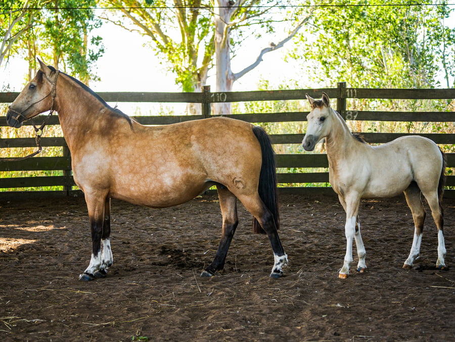 Lote SANTACRUCEÑA EMBLEMA