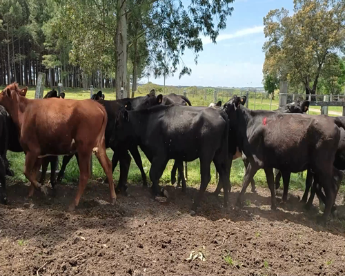 Lote (Vendido)12 Vientres Entorados 10 AA X HO,  1 RA X HO,  1 NO X HO a remate en #11 Remate de Pantalla 282kg - , Colonia