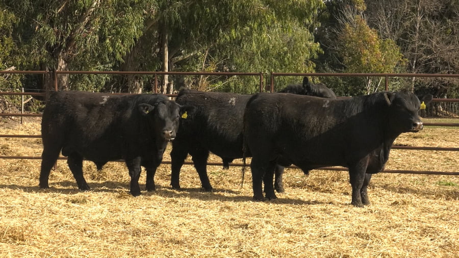 Lote TOROS PUROS DE PEDIGREE