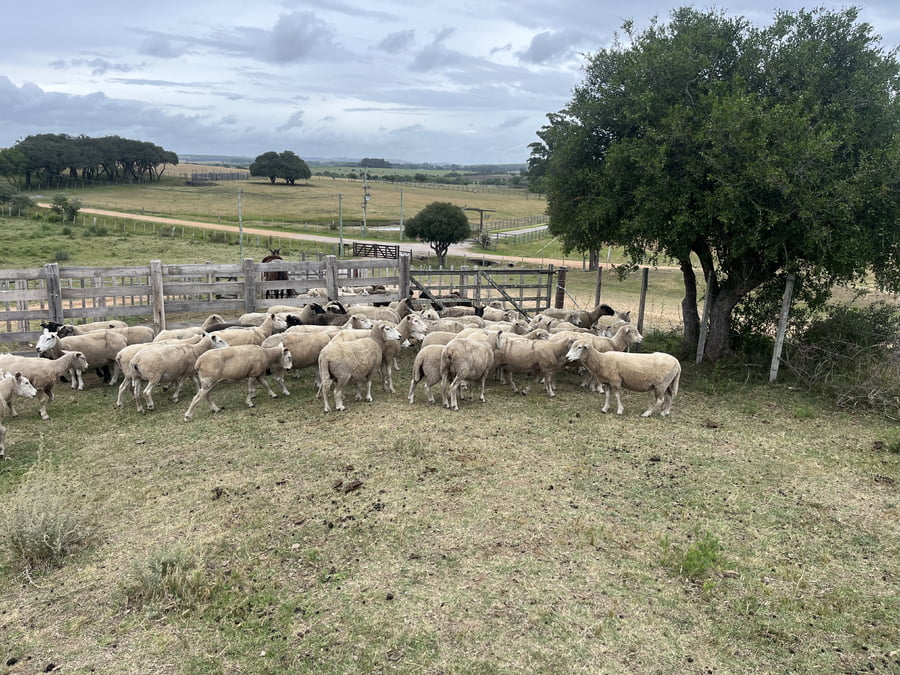 Lote Ovejas