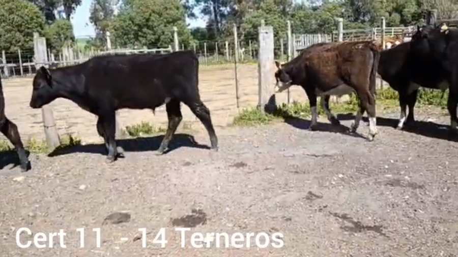 Lote TERNEROS