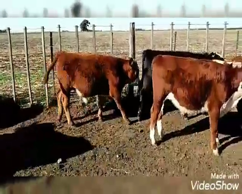 Lote 26 Terneros en Benito Juárez, Buenos Aires