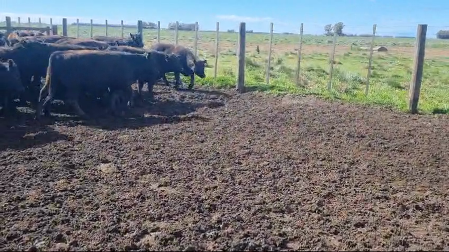 Lote 50 Vaquillonas en Coronel Dorrego