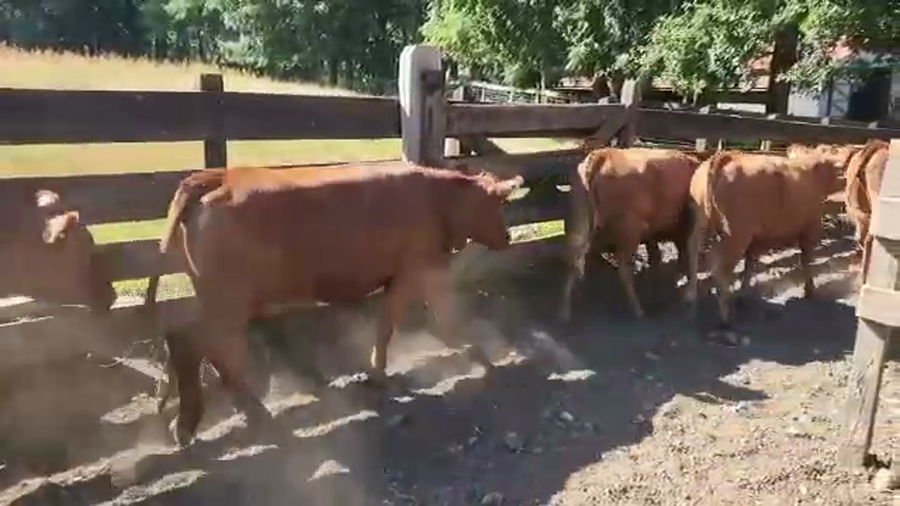 Lote 25 Vaquilla Engorda en Los Lagos, XIV Región Los Ríos