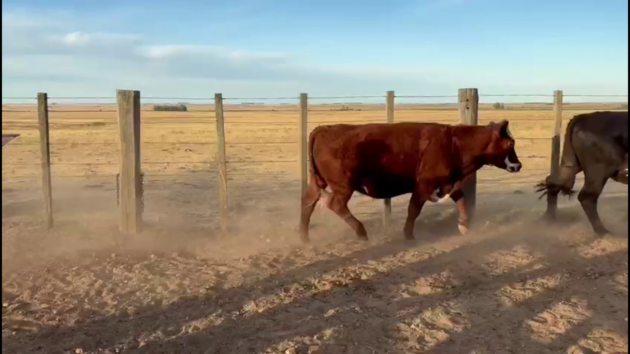 Lote NOVILLOS 2-3 AÑOS