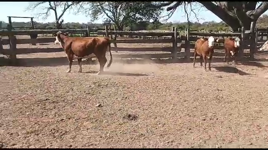 Lote VAQUILLONAS PARIDAS