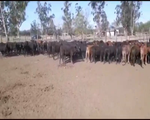 Lote 120 Terneros/as en Puero Tirol, Chaco