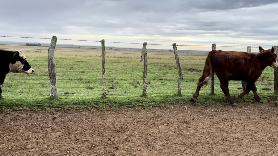 Lote NOVILLOS 1 A 2 AÑOS