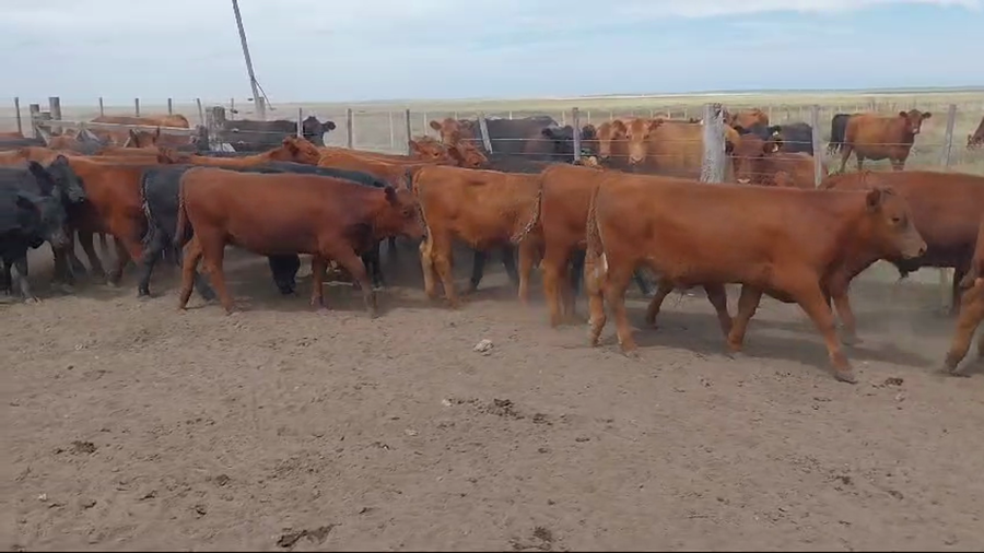 Lote 70 Terneros/as en Huanguelen