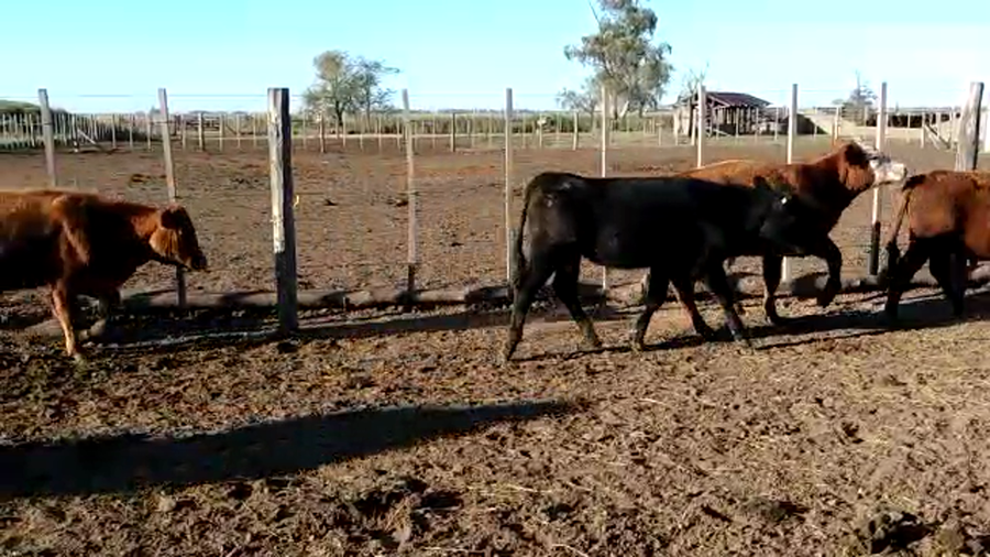 Lote 50 TERNS. MACHOS, AMEGHINO, PCIA. DE BS. AS.