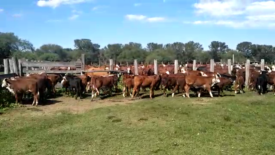 Lote 130 Terneros/as en Charadai, Chaco
