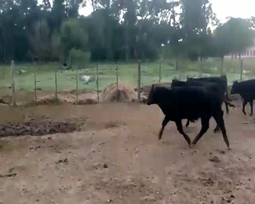 Lote 57 Terneros en Cañuelas, Buenos Aires