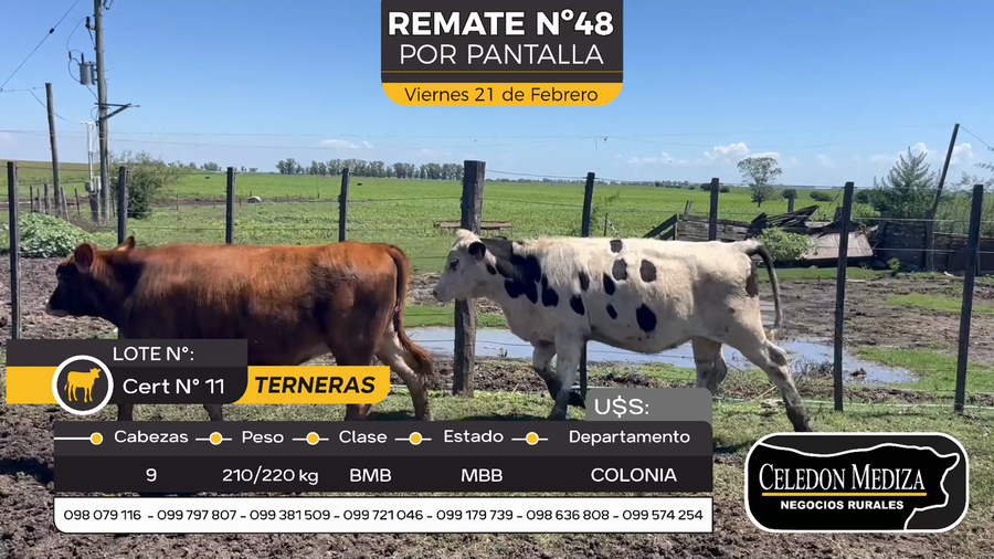 Lote 9 Terneras en Otra Localidad, Colonia
