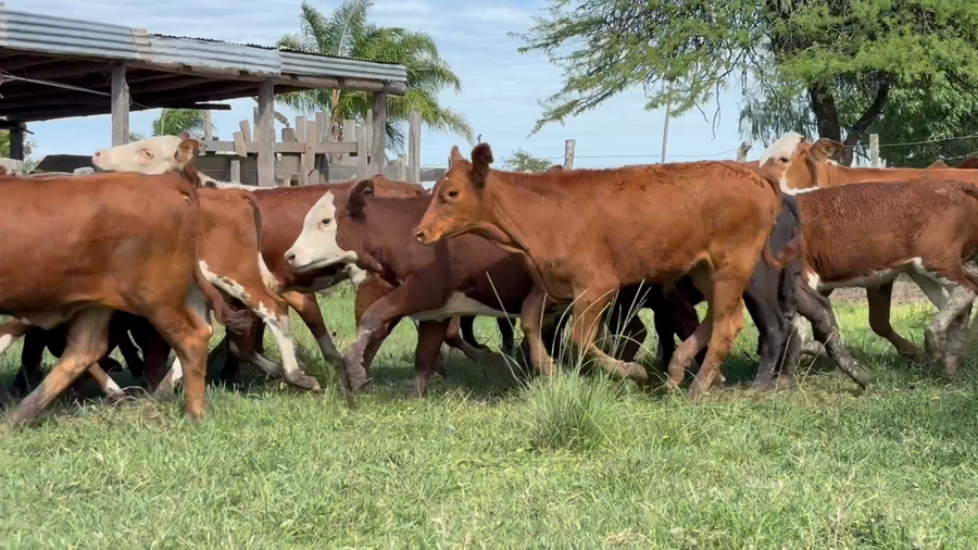 Lote 83 Terneros/as en Corrientes, Curuzú-Cuatiá
