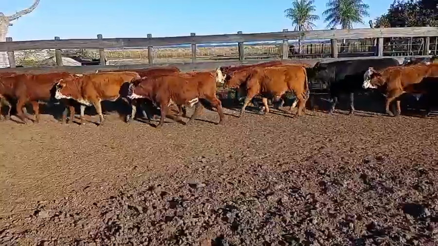 Lote 70 Terneros/as
