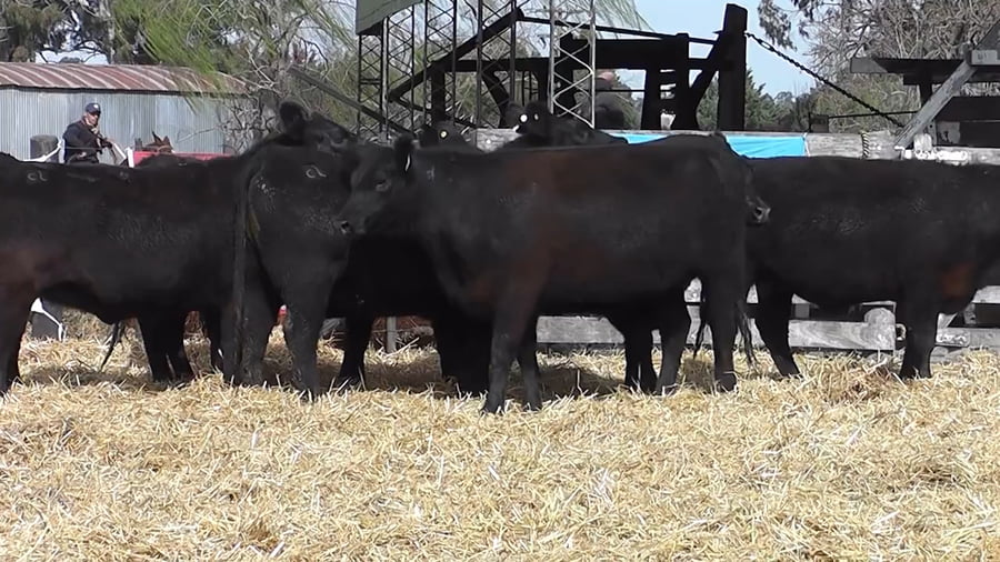 Lote VAQUILLONAS PURAS CONTROLADAS CON GARANTÍA DE PREÑEZ