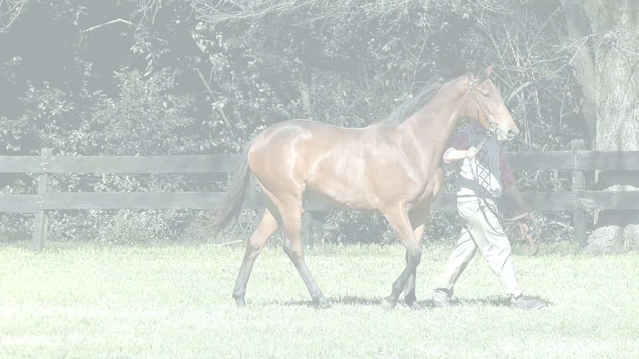 Lote DUNNE SI (SILENTIO -  DUNNE ROYAL)