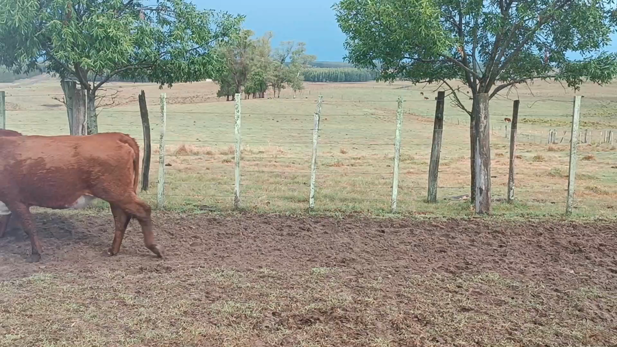 Lote 85 Vientres Preñados en Curtina, Tacuarembó