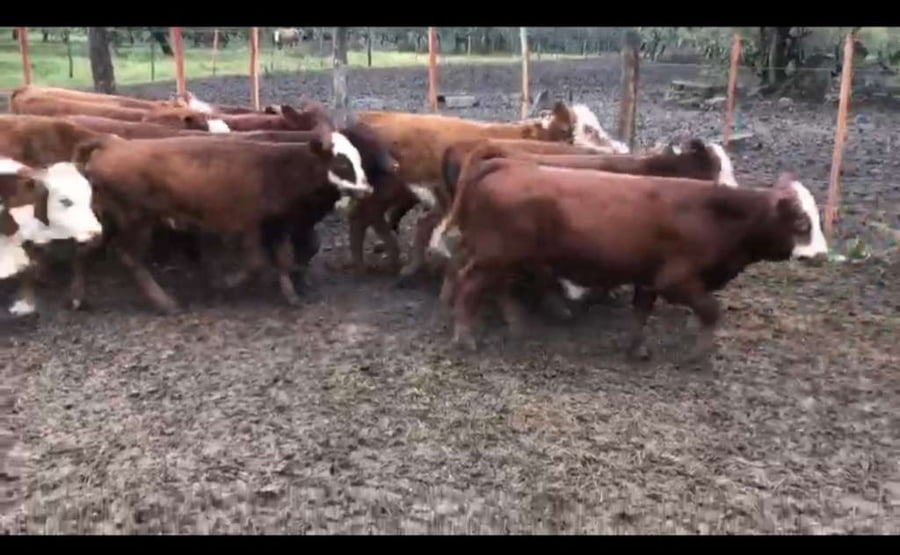 Lote 160 Terneros/as en Victoria, Entre Ríos