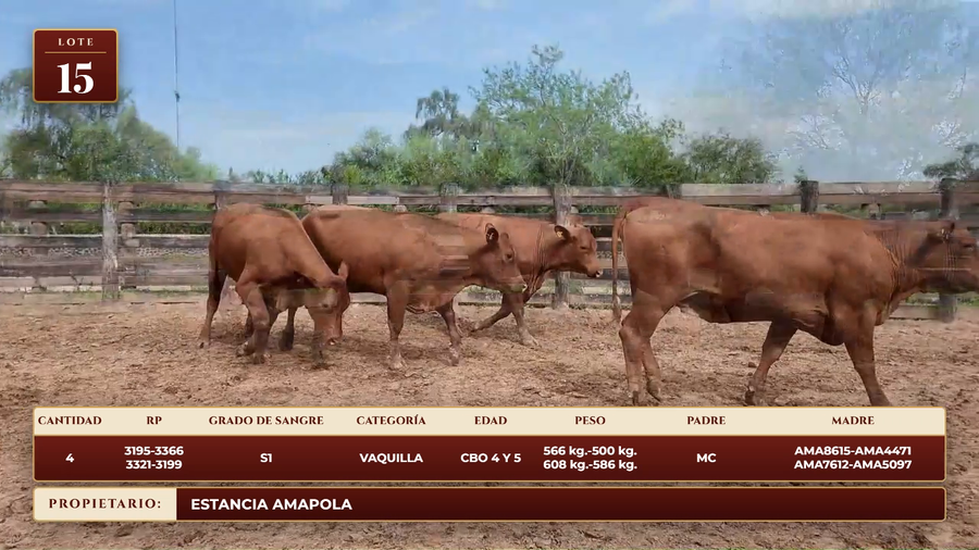Lote LOTE 15