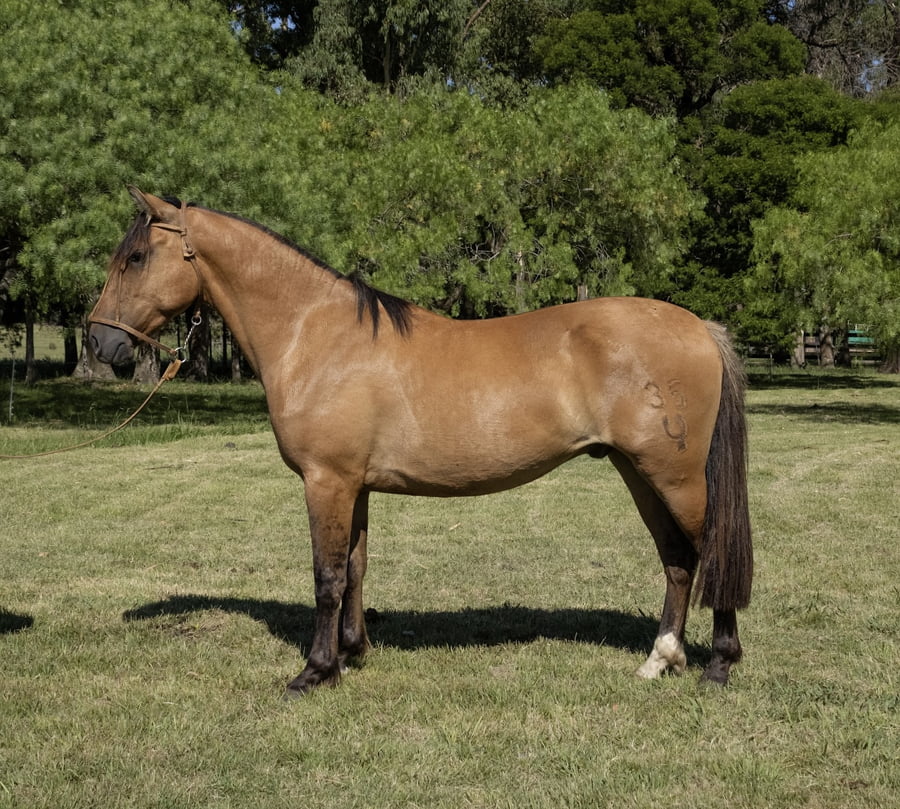 Lote BAQUEAN DEL PORRÚA