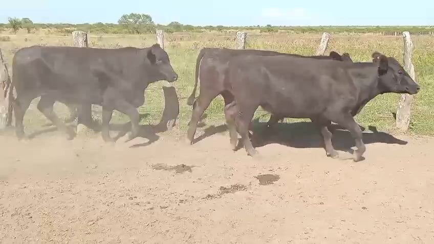 Lote 100 Novillos en Corrientes, Curuzu Cuatia