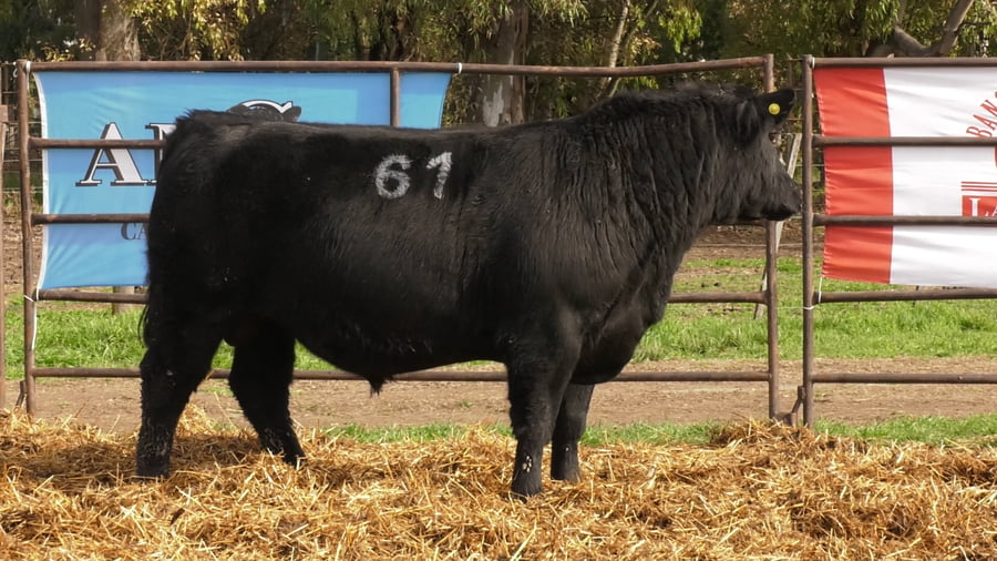 Lote TOROS ANGUS NEGROS PC