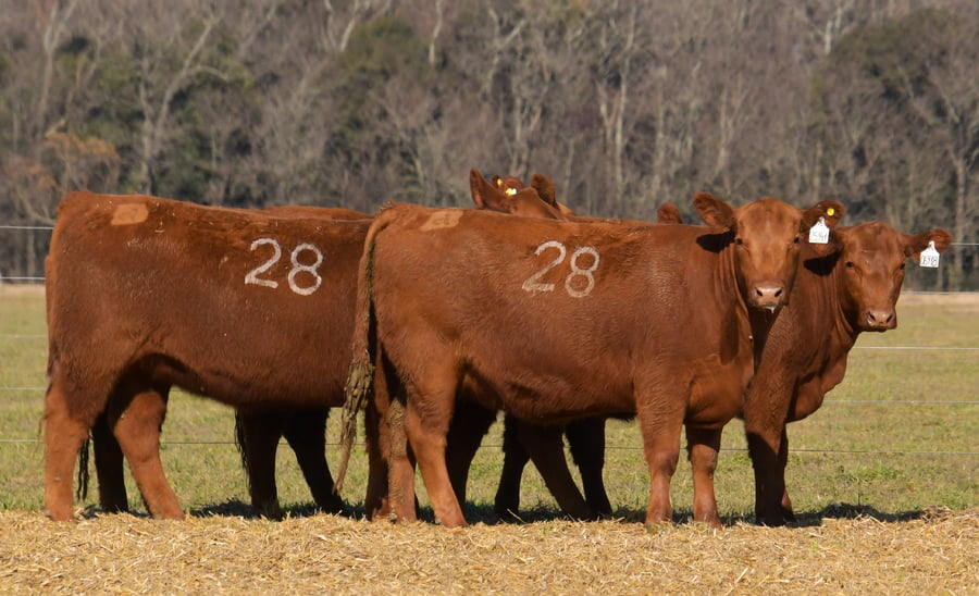 Lote VAQUILLONAS ANGUS PC PARICION OTOÑO